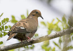 Zenaida Dove