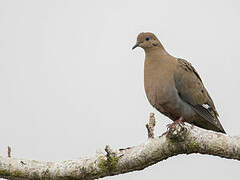 Zenaida Dove