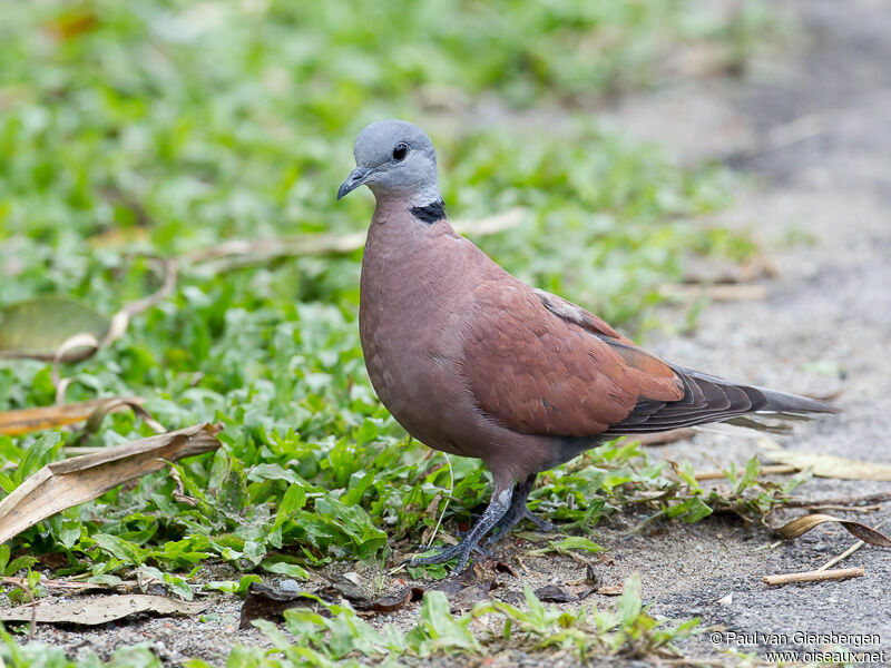 Red Turtle Dove