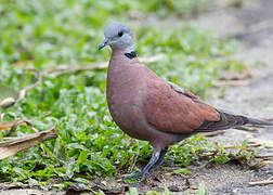 Red Collared Dove