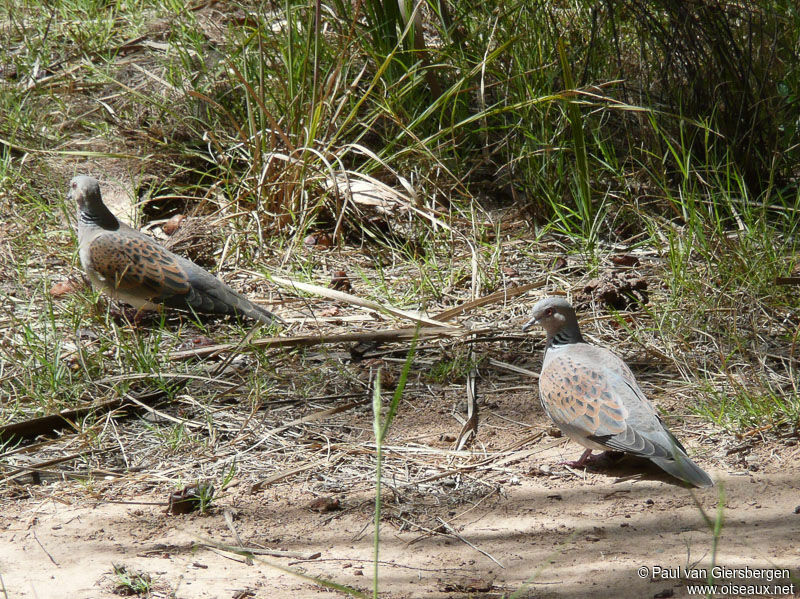 European Turtle Doveadult