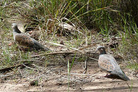 European Turtle Dove