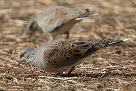 European Turtle Dove