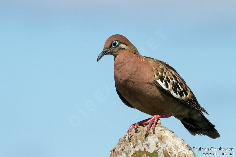 Tourterelle des Galapagos