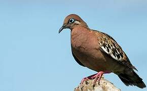 Galapagos Dove