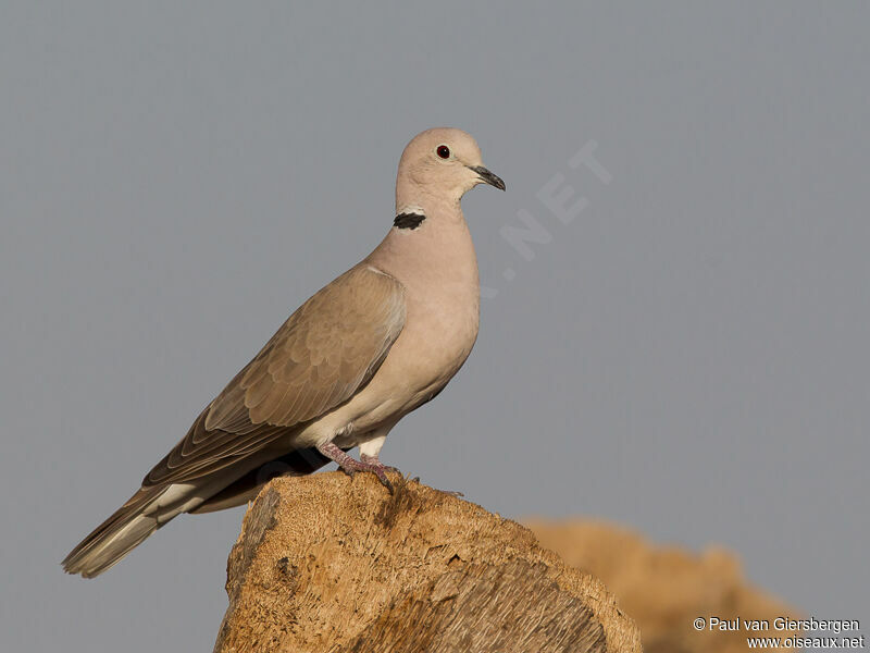 Ring-necked Dove