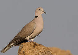 Ring-necked Dove