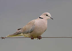 Ring-necked Dove