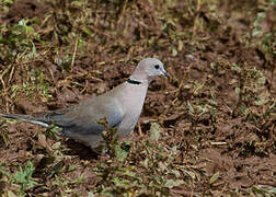 Ring-necked Dove