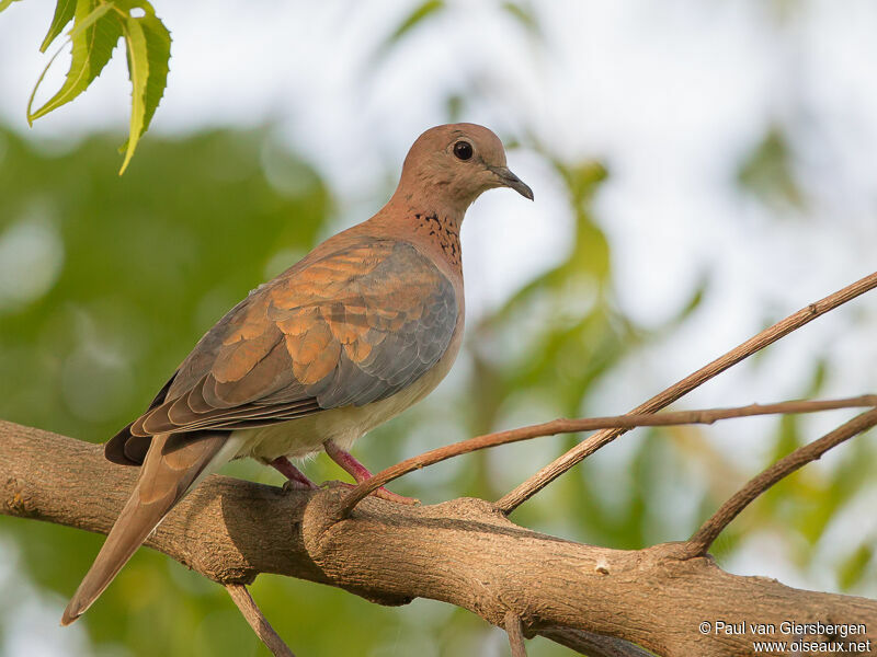 Laughing Dove