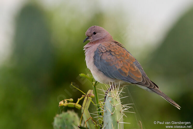 Laughing Dove