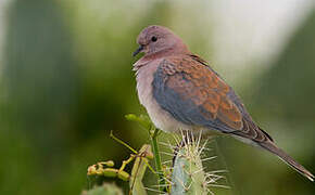 Laughing Dove