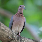 Laughing Dove