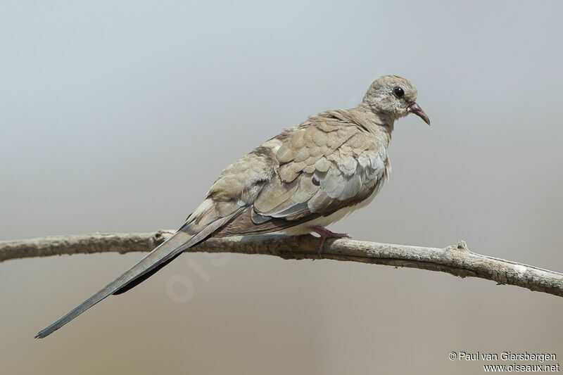 Namaqua Dove