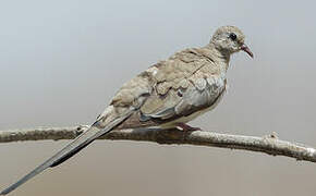 Namaqua Dove