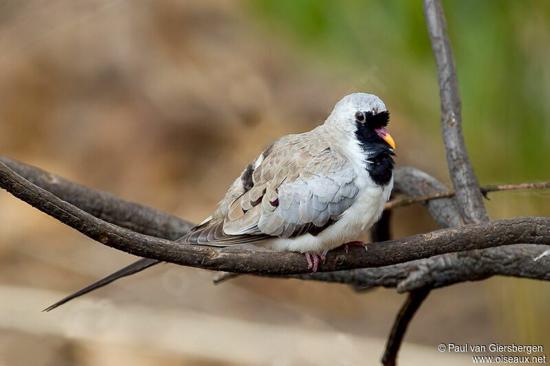 Namaqua Dove