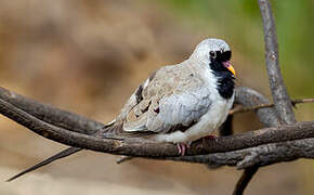 Namaqua Dove