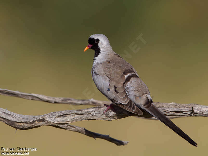 Namaqua Dove male adult, identification