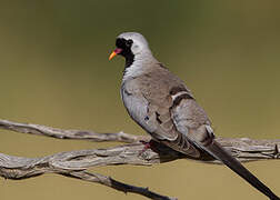 Namaqua Dove