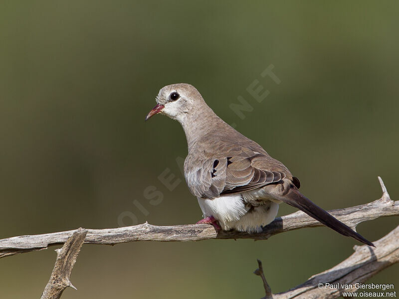 Namaqua Dove