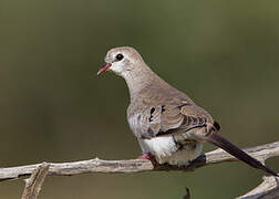 Namaqua Dove