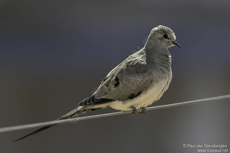 Namaqua Dove female adult