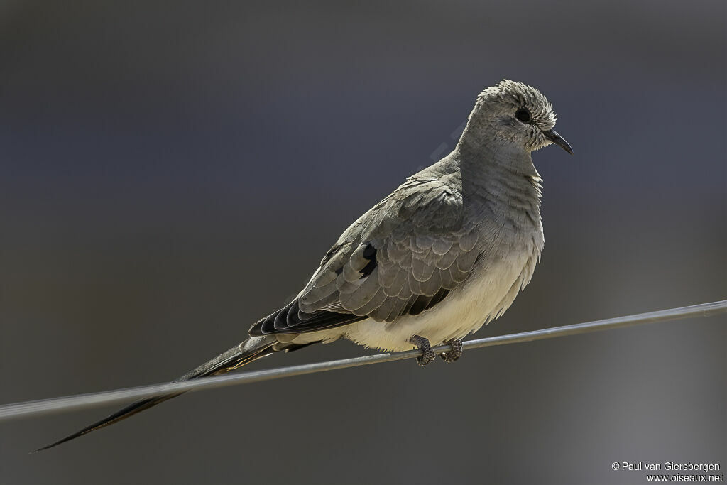 Namaqua Dove female adult