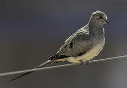 Namaqua Dove