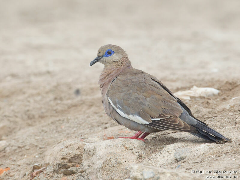 West Peruvian Dove