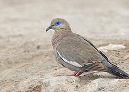 West Peruvian Dove