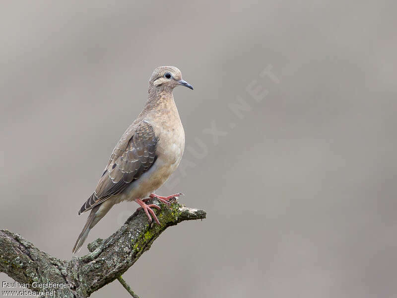 Eared Dovejuvenile, identification