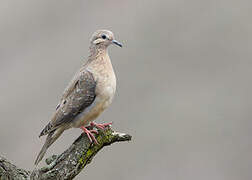 Eared Dove