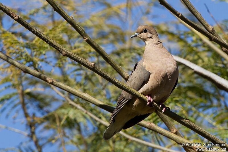 Eared Dove