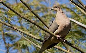 Eared Dove