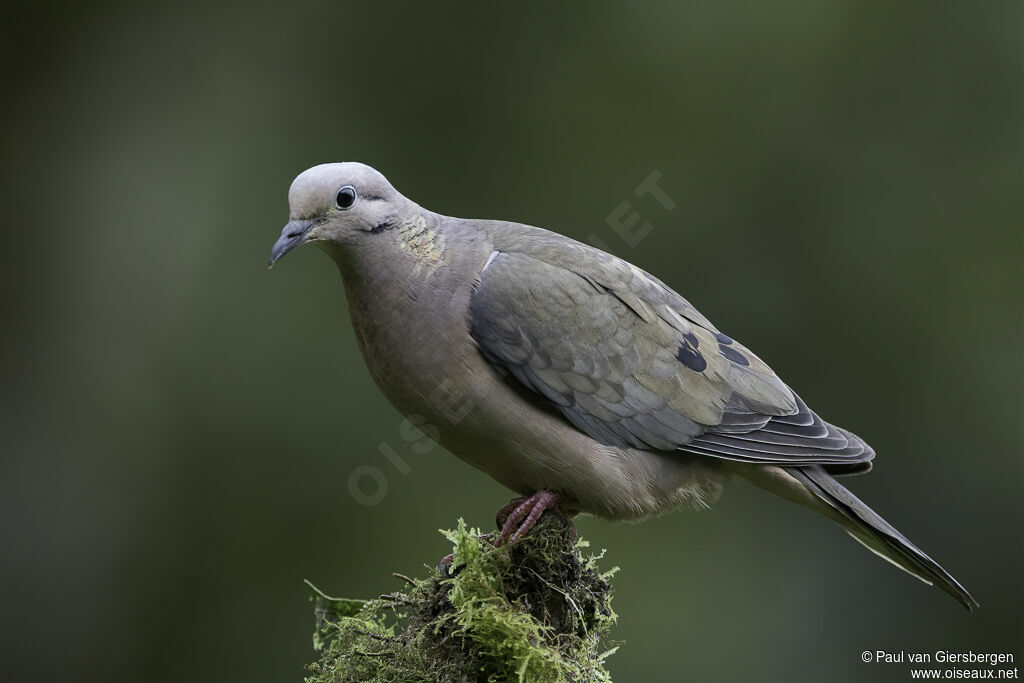 Eared Doveadult