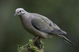 Eared Dove