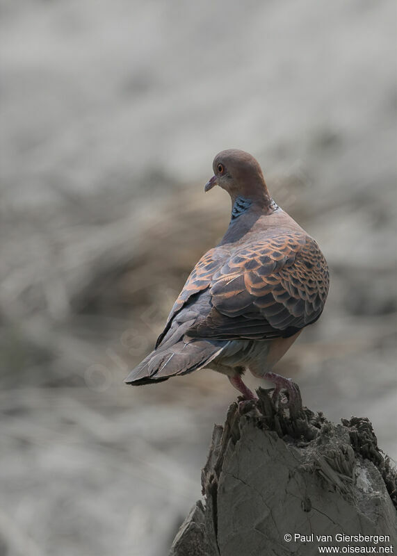 Oriental Turtle Doveadult