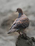 Oriental Turtle Dove