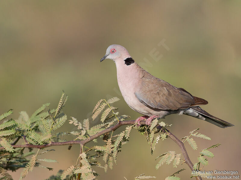 Mourning Collared Dove