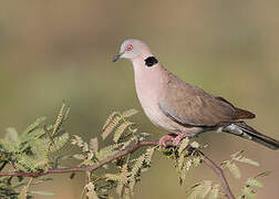 Mourning Collared Dove