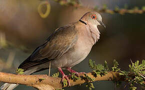 Mourning Collared Dove