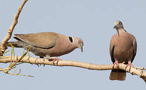 Mourning Collared Dove