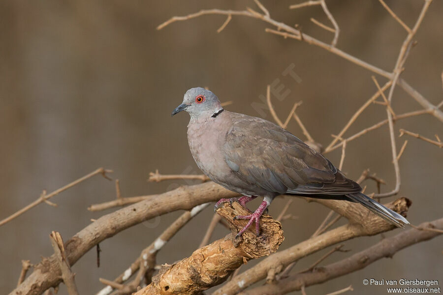 Mourning Collared Dove