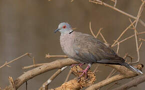 Mourning Collared Dove