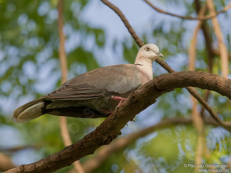 Mourning Collared Dove