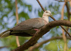 Mourning Collared Dove