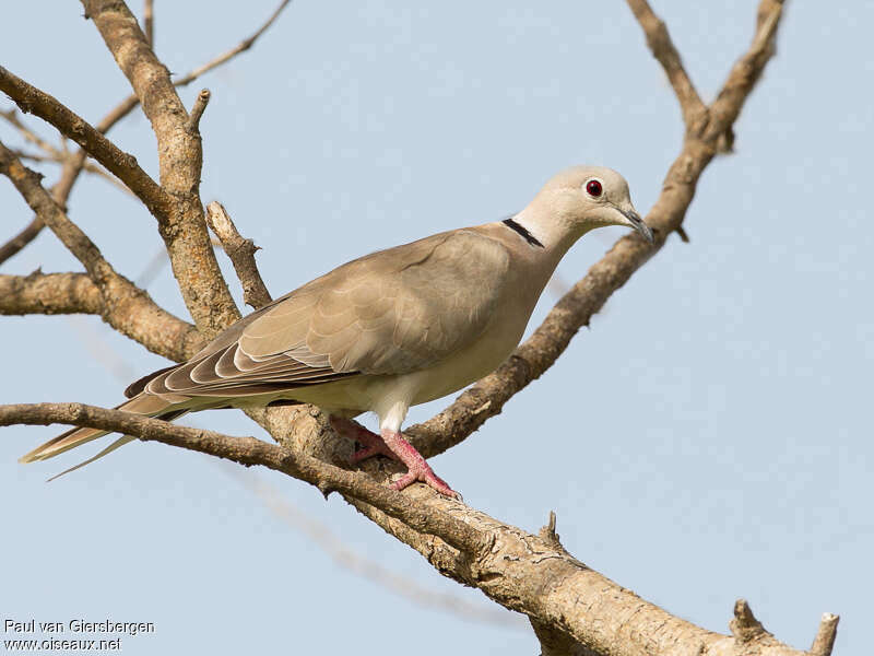 African Collared Doveadult, identification