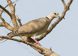 African Collared Dove