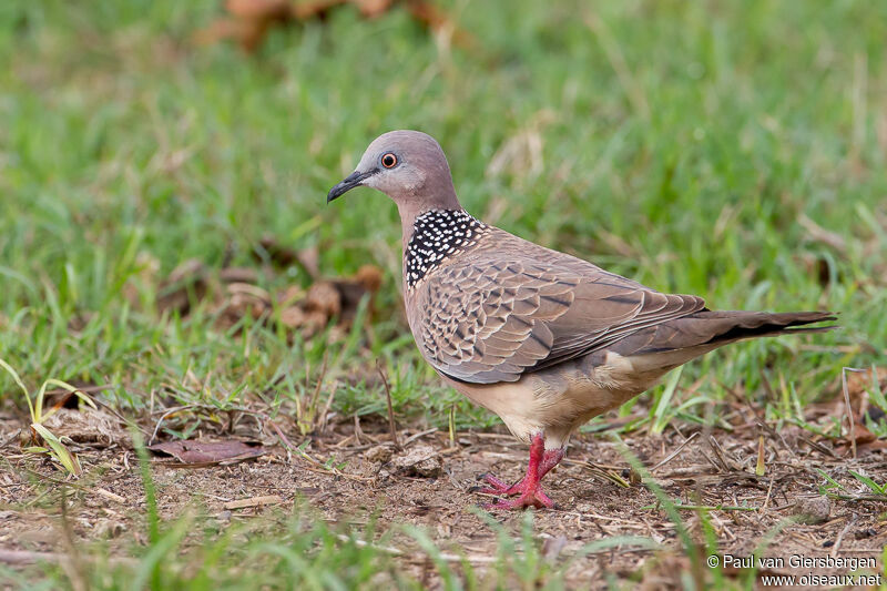 Spotted Dove