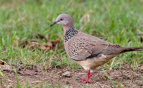 Spotted Dove